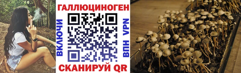 Галлюциногенные грибы Psilocybe  Купить закладки  Медвежьегорск 
